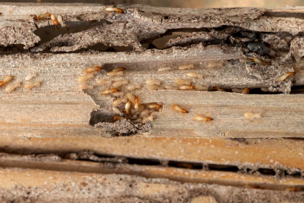 Best Spider Control Near Me  in Cashion, OK